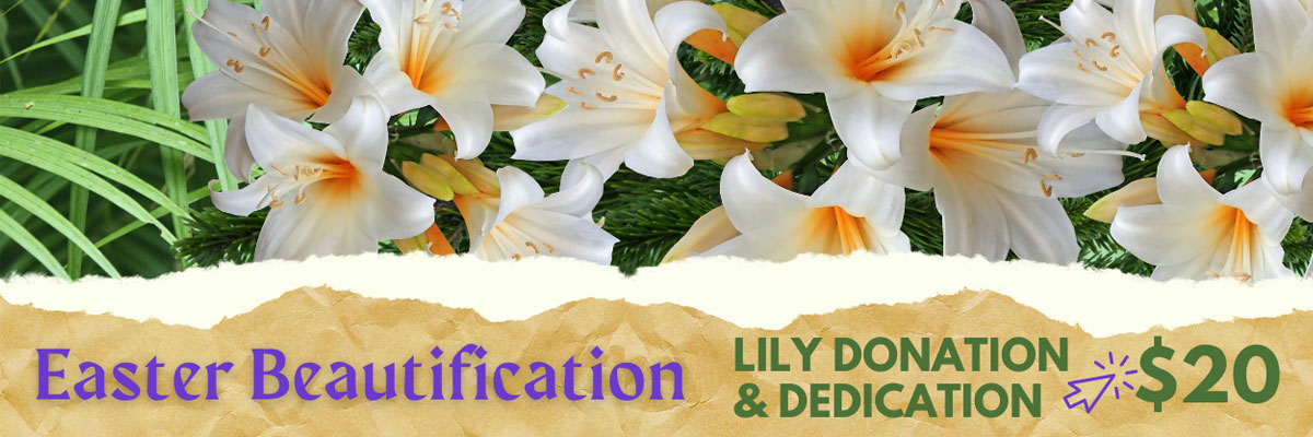 Lily-Donation